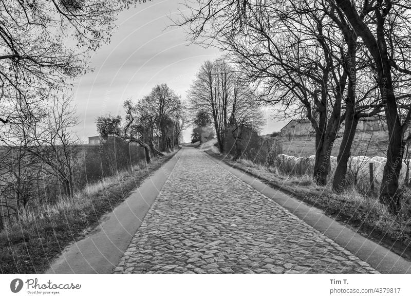 an old cobblestone road in the Uckermark region of Germany Cobblestones Brandenburg b/w Winter Black & white photo Exterior shot Day B/W Deserted Loneliness