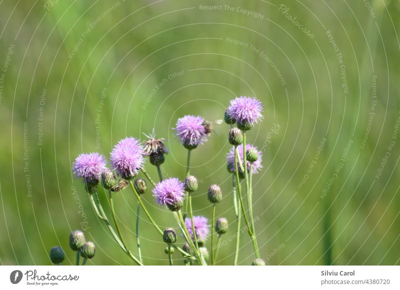 creeping thistle in bloom closeup view with selective focus on foreground flower wild plant nature background field purple stem flora blossom green asteraceae