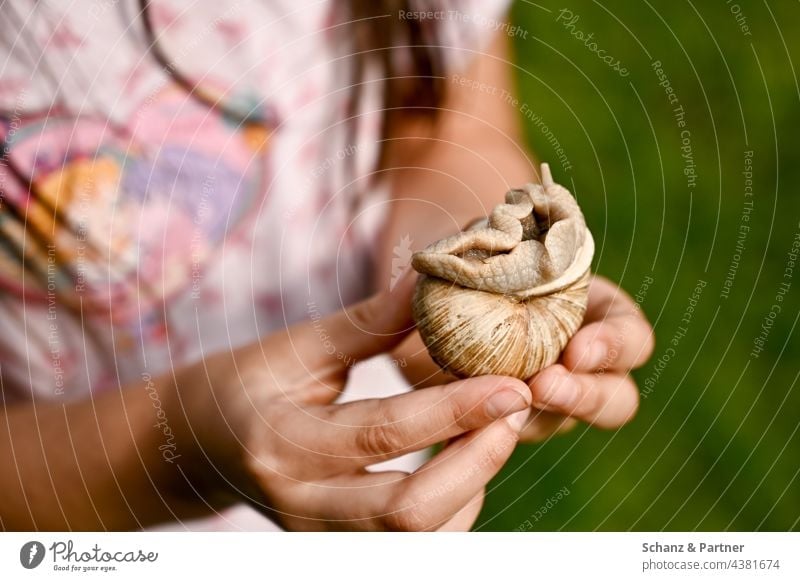 Child holds snail in hands Crumpet Snail shell Discover Children`s hand Playing explore Infancy family life Family guard sb./sth. Indicate Hand To hold on