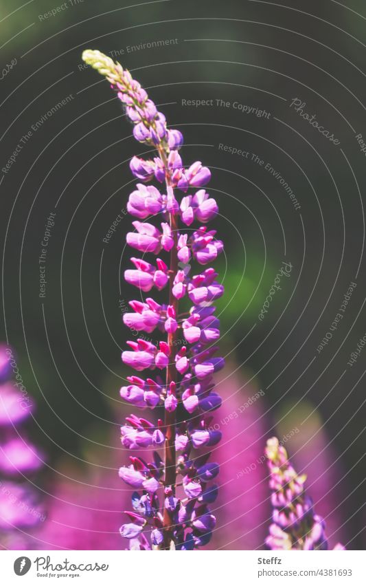 Lupins bloom Lupines Lupin blossom lupinus Wolf Bean luvina lupus Garden lupins purple flowers flowering lupins rustic garden plant Bright Colours