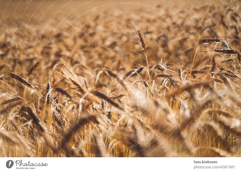 Rye field background during summer sunset back light with details on kernels, Austria rye Cereals agriculture golden grain cereal food harvest silhouette