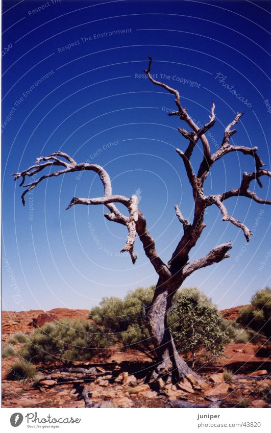 ghost tree Tree White Tree bark Eucalyptus tree Australia Loneliness Outback Desert Sparse