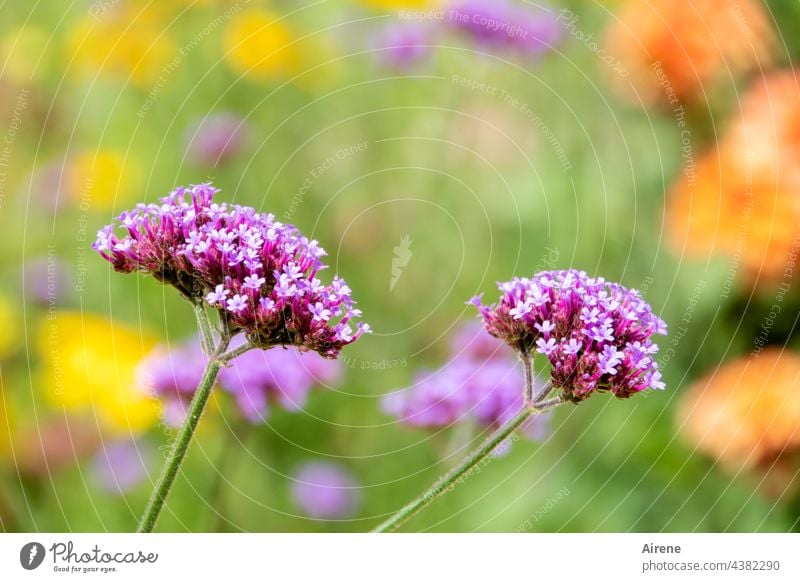 Summer park flowers - present themselves brightly - not wondering how long verbena blossoms Plant Flower Blossoming Meadow flower Growth Day Nature