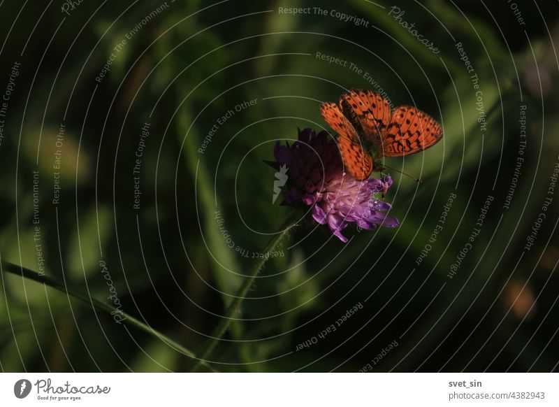 Brenthis ino, Lesser Marbled Fritillary. Knautia arvensis, Field Scabious. Orange butterfly is sitting on purple flower in sunlight. Orange and black butterfly with spread wings. Copy space.
