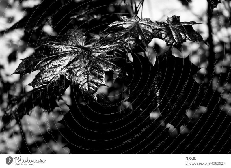 Wet maple leaves in black and white Black & white photo Tree Leaf wet Maple tree Maple leaf black-and-white Exterior shot Nature Deserted Rich in contrast