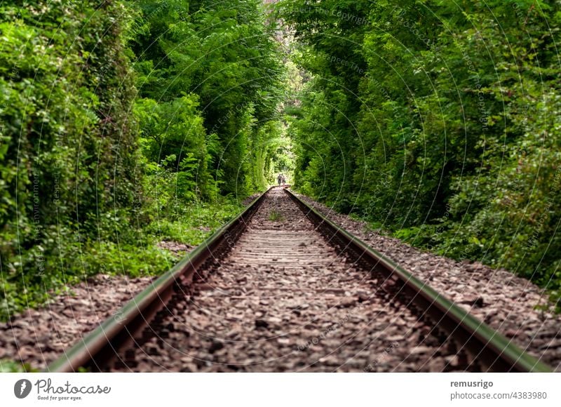 A natural love tunnel formed by trains cutting off the branches of the trees. Green foliage. Unrecognizable people 2016 Romania Vadu Crisului green grees