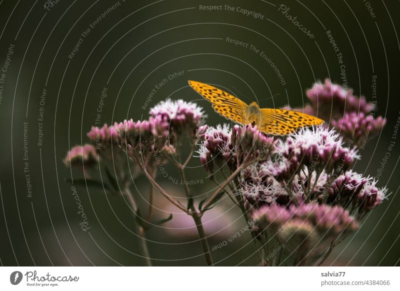 clearing in the forest Eupatorium cannabinum Waterdrop Blossom Silver-washed fritillary Butterfly Argynnis parphia lepidoptera Clearing Nature Plant Summer