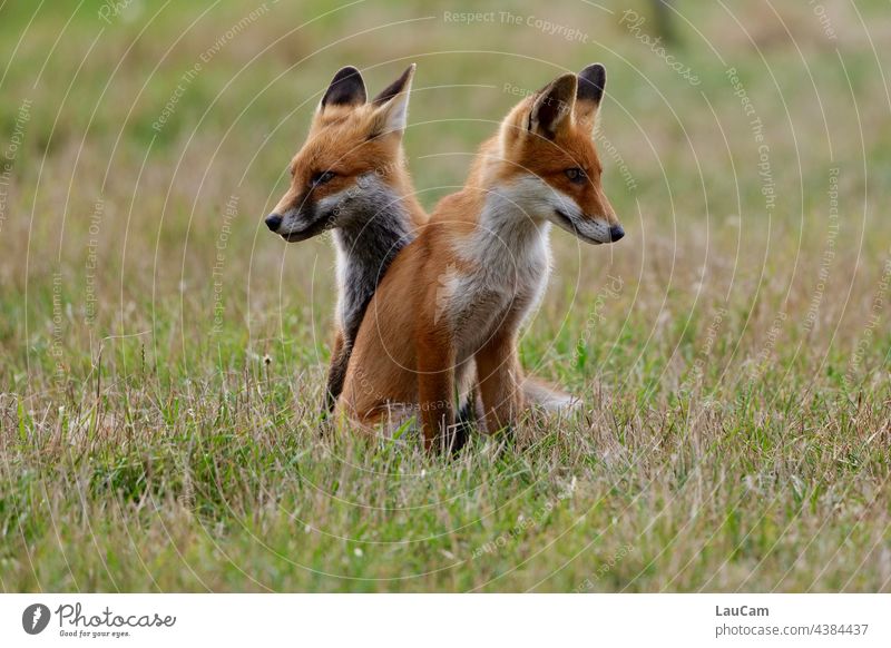 Two young foxes keep a lookout into the distance on the dyke in Zingst Fox Foxes Pair of foxes Nature Animal Wild animal Exterior shot Colour photo