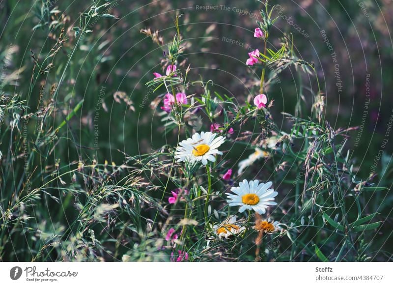 the garden is overgrown marguerites Marguerite Blossom creeper Summerflower grow together ornamental plants leucanthemum haiku sweet pea Scented Vetch Sweet pea