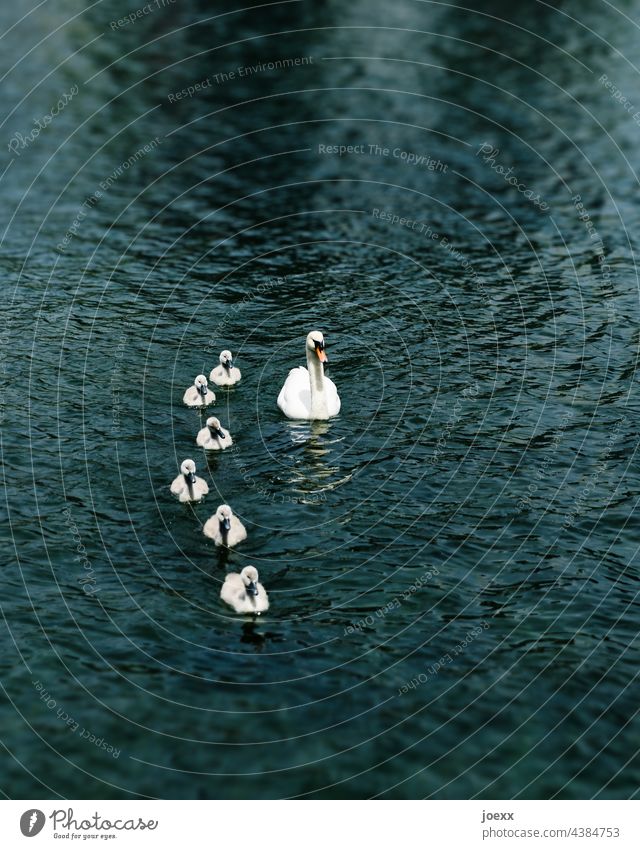 Swan swimming with chicks on dark water Mute swan Boy (child) Animal boy Chick Water Single parent Bird Family Exterior shot Animal family group Parents