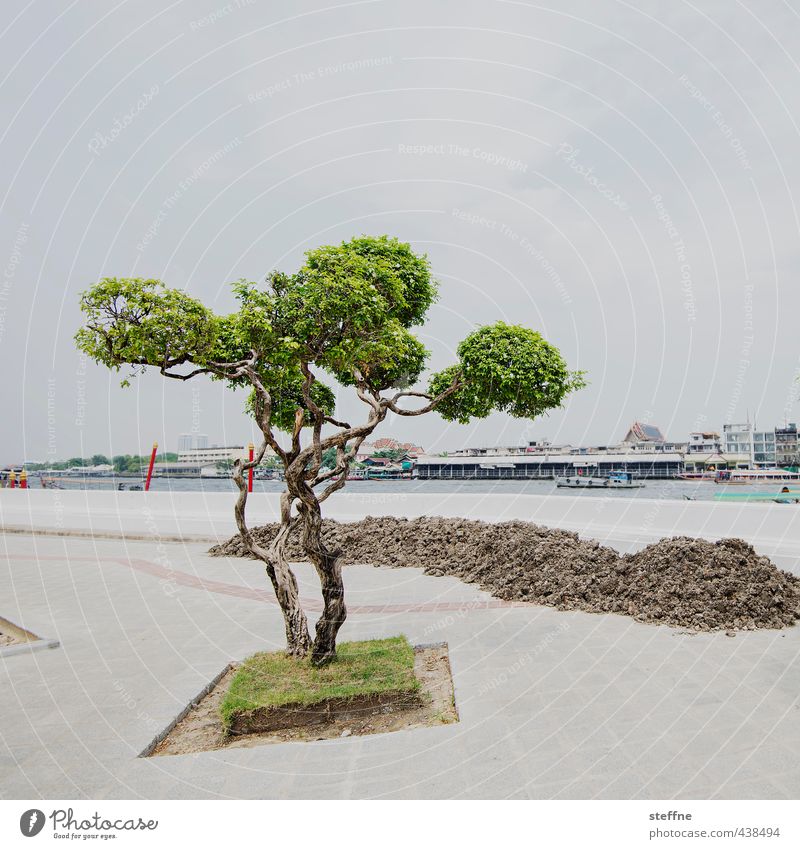 Clean Photographer in Dirty City Tree River bank Bangkok Thailand Asia South East Asia Town Old town Deserted Esthetic Exceptional Earth Tuft Colour photo