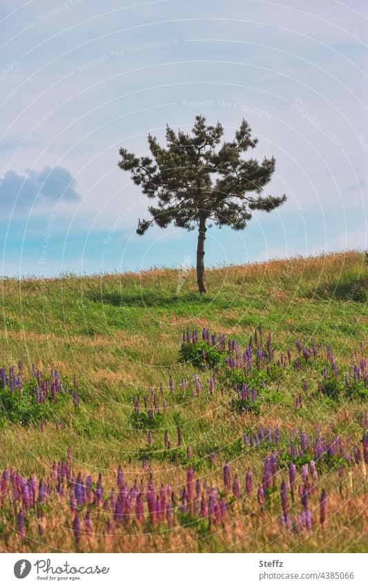 Lone tree on the hill Tree summer meadow Meadow Loneliness Lupines Hill haiku lupinus Summer warmth wild plants Wolf Beans meadow plants meadow flowers