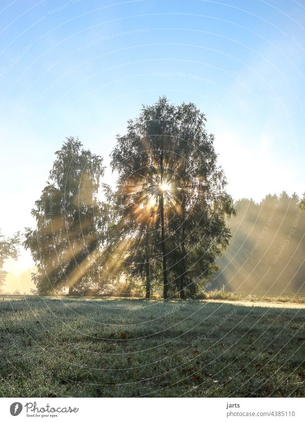 Sunday morning in a meadow at the edge of the forest Sunrise Sunbeam Light Sunlight Tree Forest Edge of the forest Meadow Exterior shot Nature Colour photo