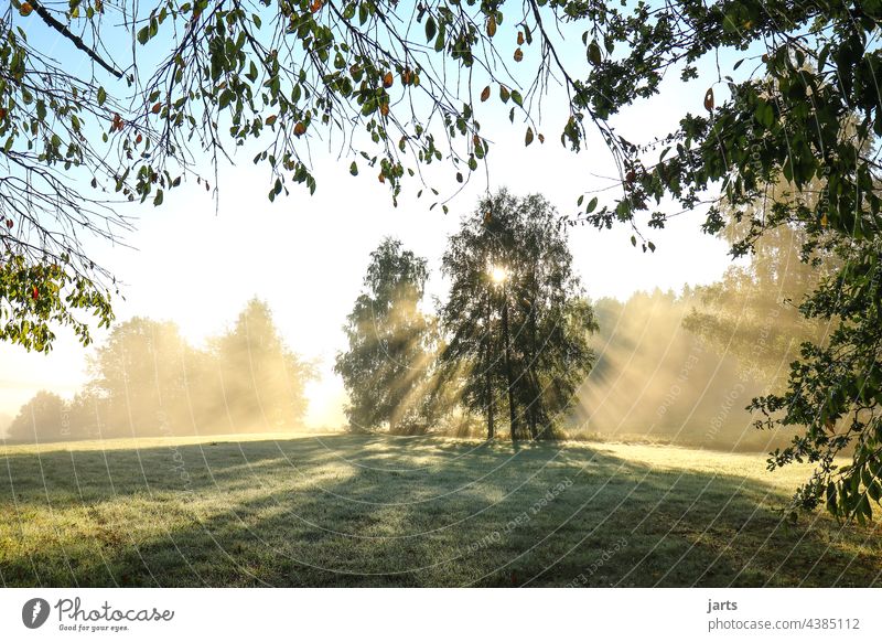 Sunrise on a meadow at the edge of the forest Sunbeam Light Sunlight Tree Forest Edge of the forest Sunday Meadow Exterior shot Nature Colour photo Landscape