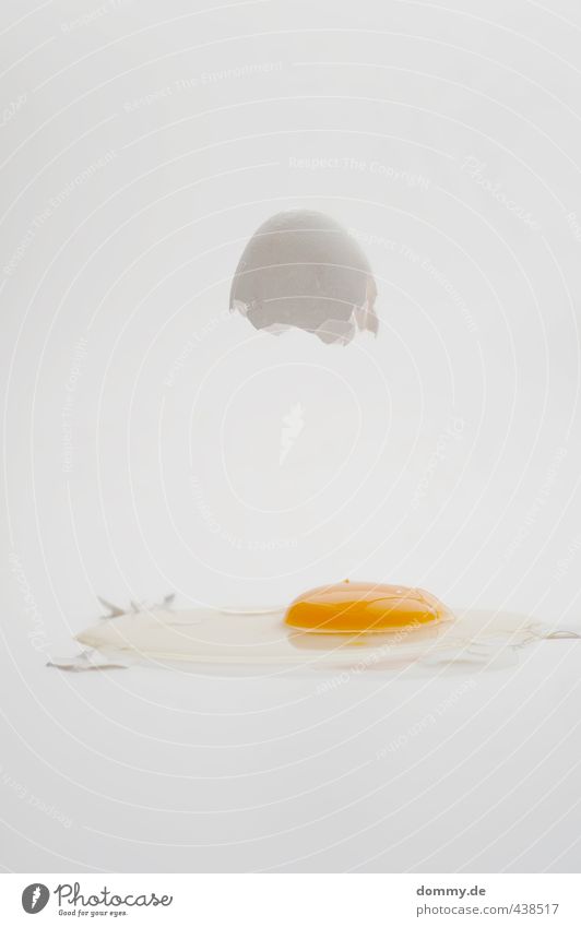 eggtest Food Nutrition Organic produce Destruction Egg Eggshell Broken Struck Service Fried egg sunny-side up Raw Yolk Protein Clarity Considerable Bright Hover