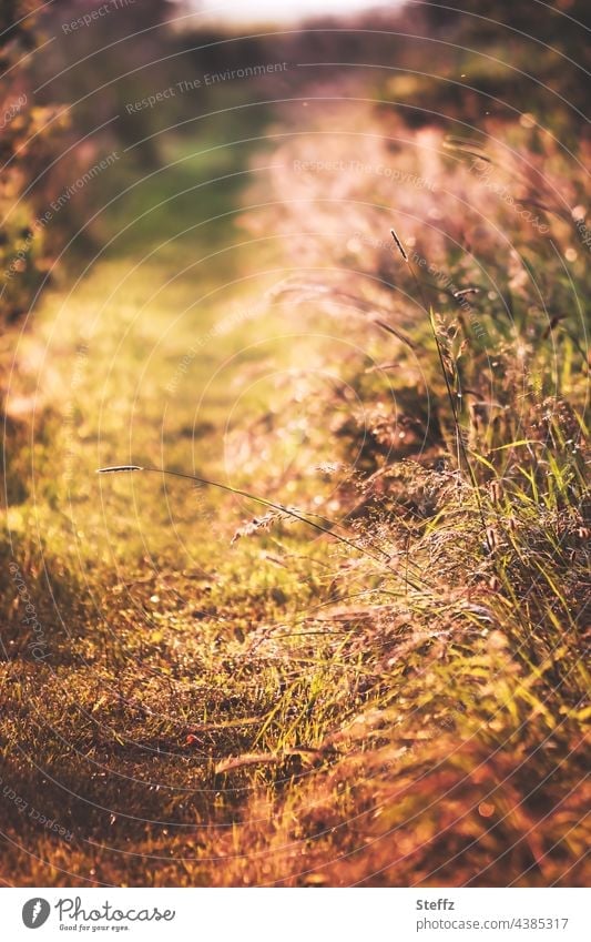 A summer path / Grasses bend deep yellow / It's warm Summer Trail summer heat Summer grass Summer Tired Summer Colours ardor Climate Climate change