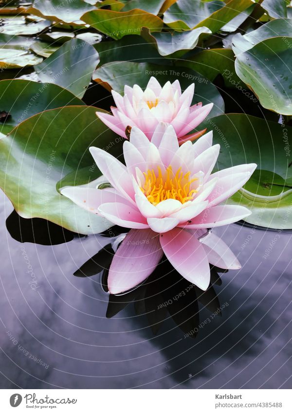 water lily Water lily Pond Plant Nature Green Blossom Lake Colour photo Flower Leaf Water lily leaf Exterior shot Deserted Water lily pond Aquatic plant Day