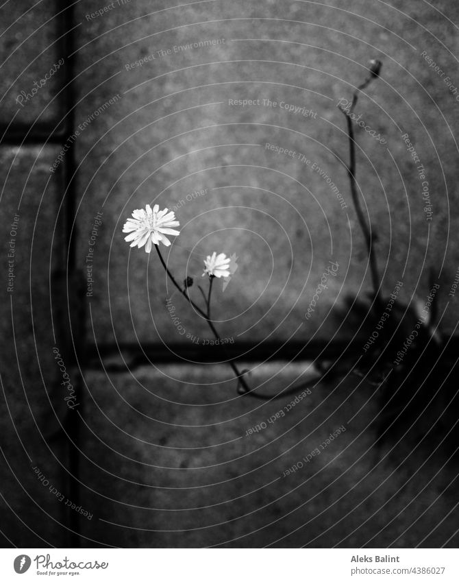 flower struggling through concrete, in black and white Flower Black & white photo Plant Exterior shot Concrete Concrete floor concrete blocks Close-up Fight