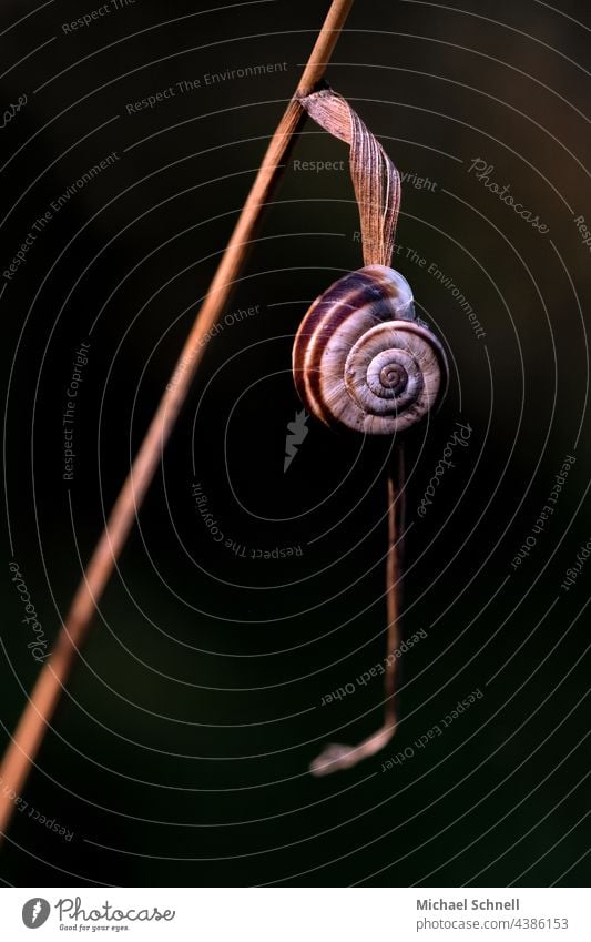 ribbon snail on a wilted leaf snails Snail shell curled ribbon screw big and small Animal Macro (Extreme close-up) Slimy Slowly Hang Suspended Crumpet