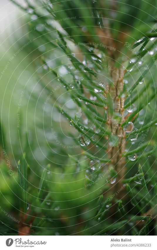 Conifer branch with raindrops Coniferous trees Branch Rain Green Foliage plant Nature Plant Exterior shot Wet Drop Macro (Extreme close-up) Close-up Detail