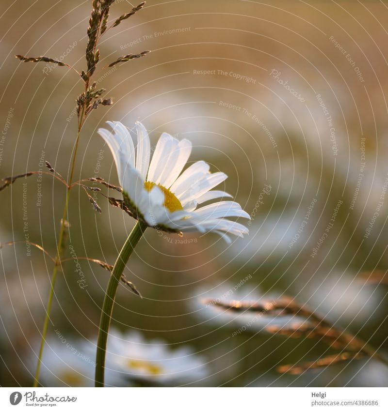 Margarite blossom and blades of grass in the backlight of the evening sun Flower Blossom margarite Flower meadow Grass blade of grass Evening sun Sunlight