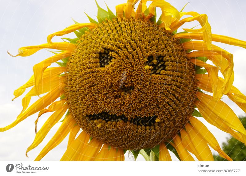 almost withered sunflower with a face / end of season Sunflower Faded Flower Helianthus annuus Face End of the season aster species Common chicory tube blossom