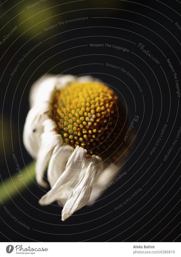 Almost faded daisy Marguerite Flower Blossom Yellow Colour photo Summer Exterior shot Nature Plant Close-up