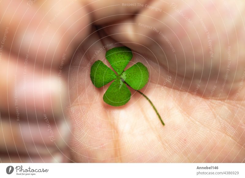 Isolated hand with green four leaf clover, sign of luck, sign of great fortune. closeup plant lucky symbol day nature natural finger background shape hope irish