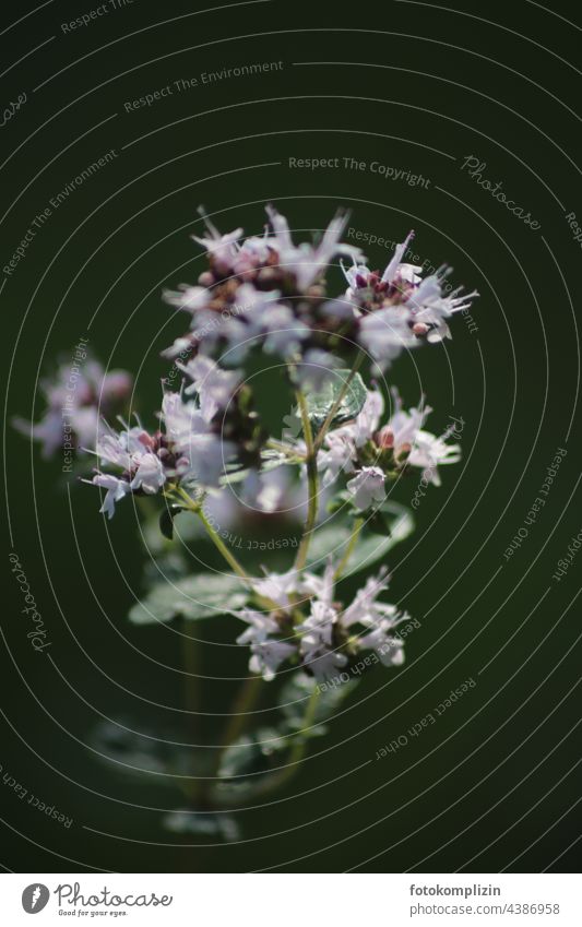 flowering oregano Oregano Marjoram Herbs and spices Blossom Blossoming blurriness Garden Plant Nature Fragrance herbaceous medicinal herb herbs