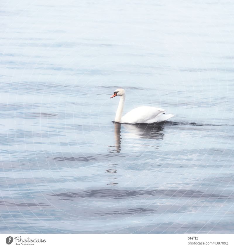 light silence / reflected in the water / in the middle a swan Swan tranquillity silent Lake Illuminating harmony Harmonious Water relaxation relaxing