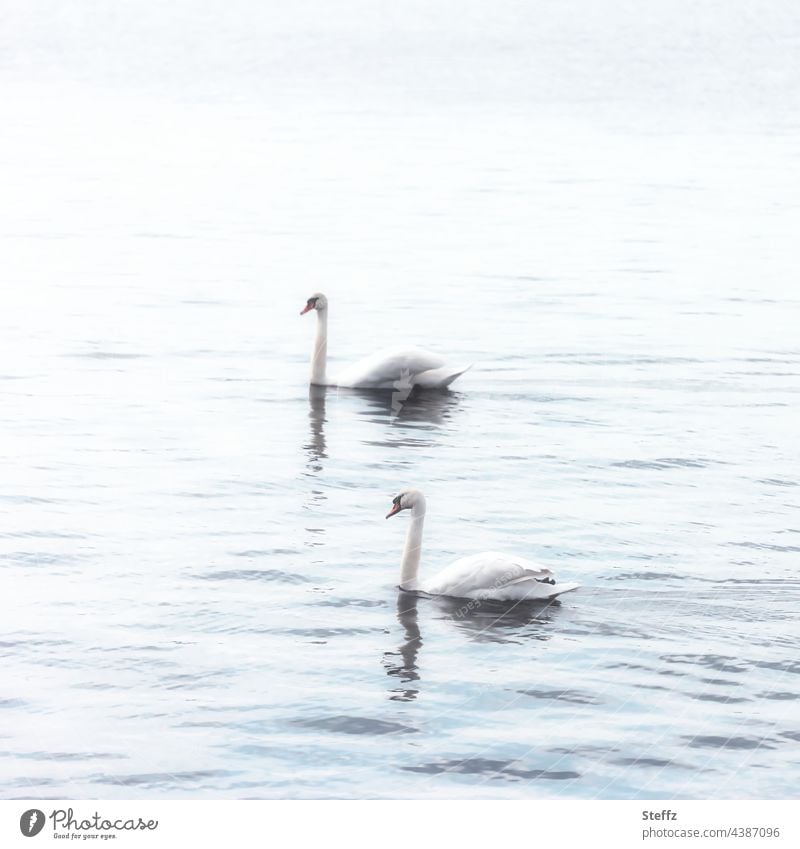 Two swans / Calm the water / Light tranquillity Illuminating Flare Classic silent haiku Comforting harmony Harmonious Poetic undemanding shimmer of light