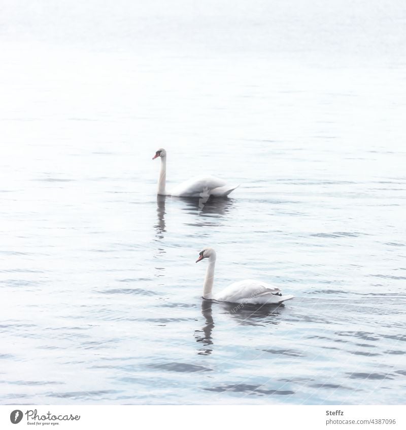 two swans tranquillity Illuminating Light Flare Classic silent haiku Comforting harmony Harmonious Poetic undemanding shimmer of light at the same time