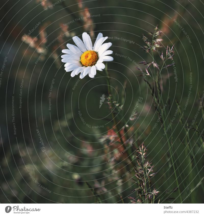 a daisy blooms in the overgrown garden Marguerite Marguerite Blossom leucanthemum Flower grasses Weed blossom Meadow flower wild flower garden flower