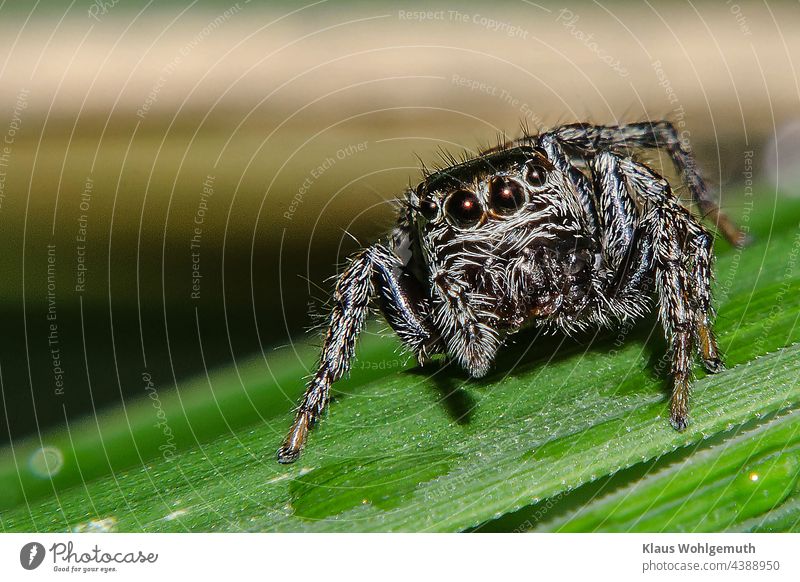 Jumping spider on a blade of grass Spider macro Close-up Nature Colour photo Animal Macro (Extreme close-up) Deserted Animal portrait Shallow depth of field