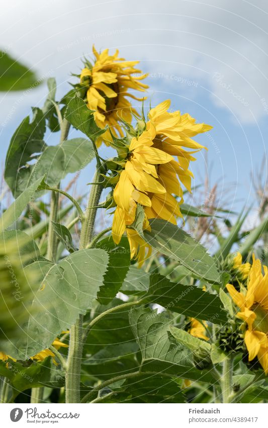 Sunflowers ruffled by the wind Sunflower field Summer Summertime being out Yellow windy Flowering plant Nature Field Plant Exterior shot Landscape Colour photo