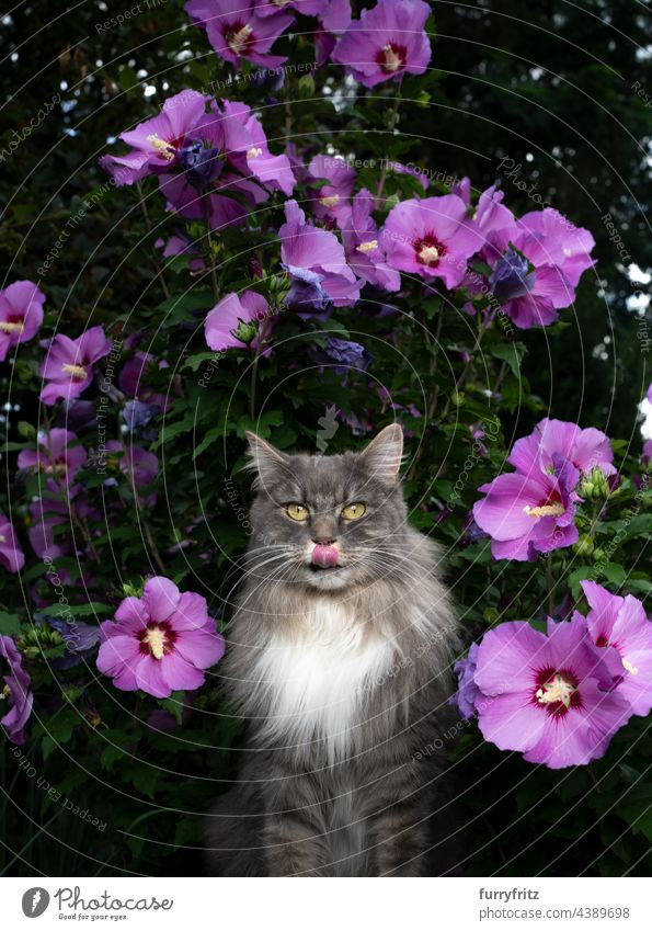 gray white longhair cat in front of flowering Hibiscus syriacus with pink blossoms outdoors nature flowering plant bloom blue hibiscus garden front or backyard