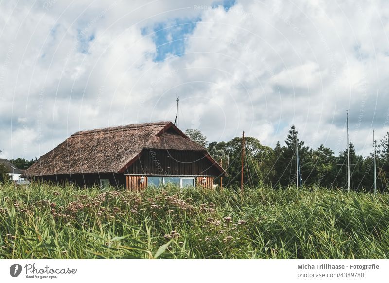 Thatched roof house on the Darß Darss Fischland-Darss-Zingst fischland-darß Wieck House (Residential Structure) Reed House reed conduit Common Reed reed grass