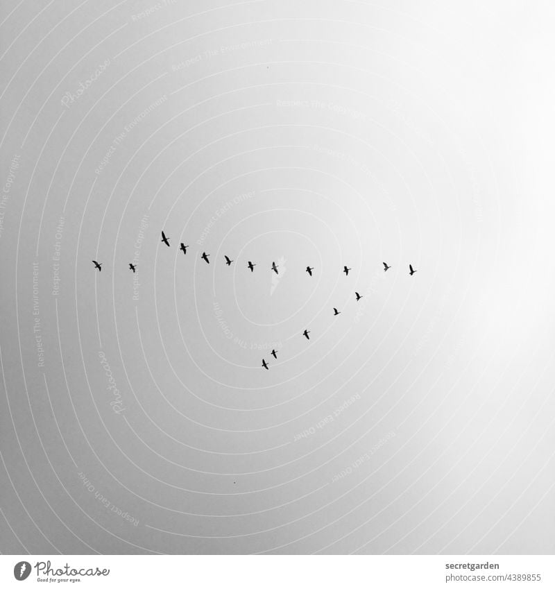 The Swarm Sky birds Migratory birds Minimalistic Black & white photo Flying flight Bird Flock Nature Freedom Flock of birds Exterior shot Autumn Air Deserted