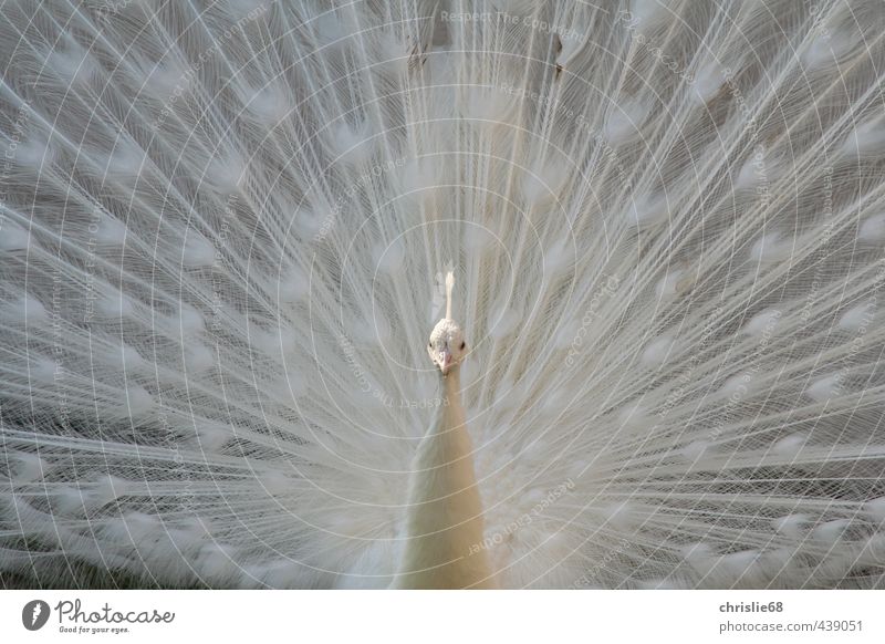 Albino Peafowl Nature Animal Spring Pet Wild animal Bird Animal face Wing Peacock 1 Esthetic White Moody Colour photo Exterior shot Deserted Day Contrast