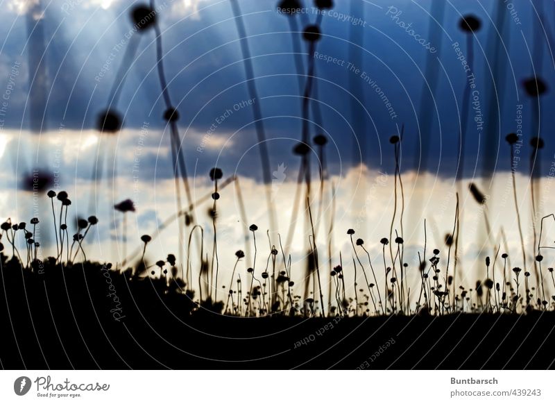 the world in the eyes of a beetle Nature Landscape Plant Sky Clouds Sunlight Grass Common thrift Meadow Field Dark Blue Black Colour photo Subdued colour