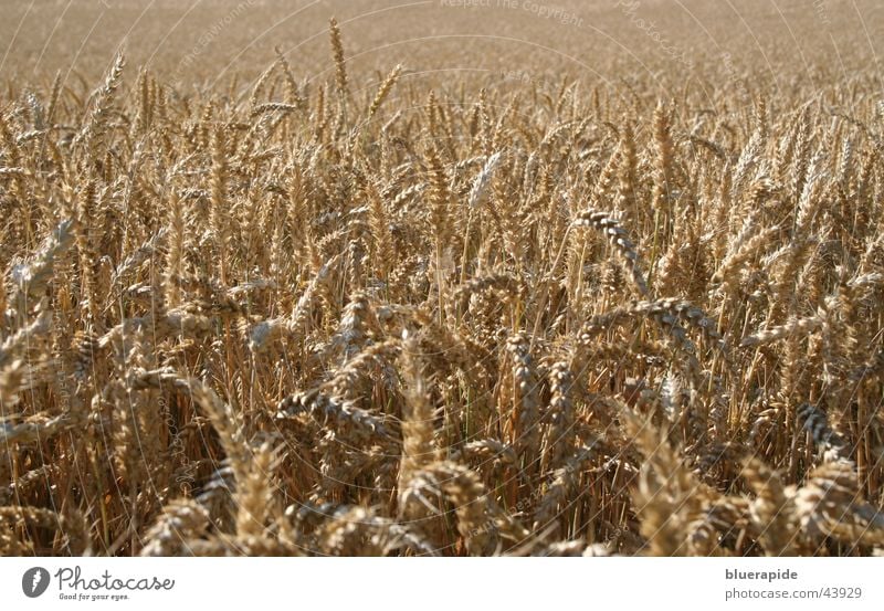 Wheat, nothing but wheat Ear of corn Brown Dry Far-off places Blade of grass Field Grain Harvest