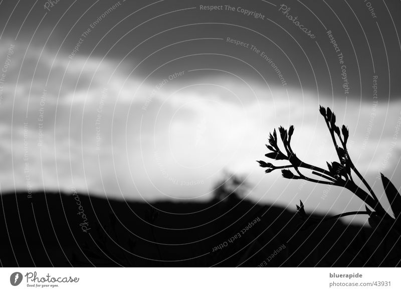 A thunderstorm comes up Clouds Dark Black Gray White Blossom Plant Background picture Diagonal Thunder and lightning Bud