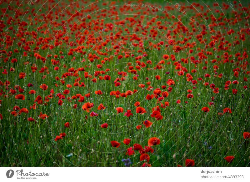 Today is Mon ( h ) day. Countless poppies on a green meadow. Nature Flower Summer Blossom Red Poppy Exterior shot Plant Poppy blossom Deserted Colour photo