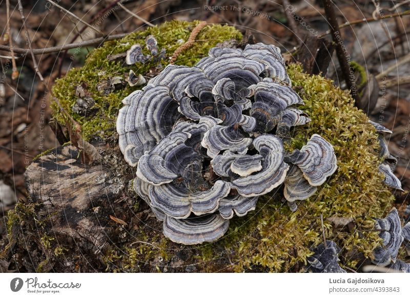 Turkey tail mushroom, in Latin called Coriolus versicolor and Polyporus versicolor. It is a common polypore mushroom used for medicinal purposes. It grows in concentric zones of different colors.