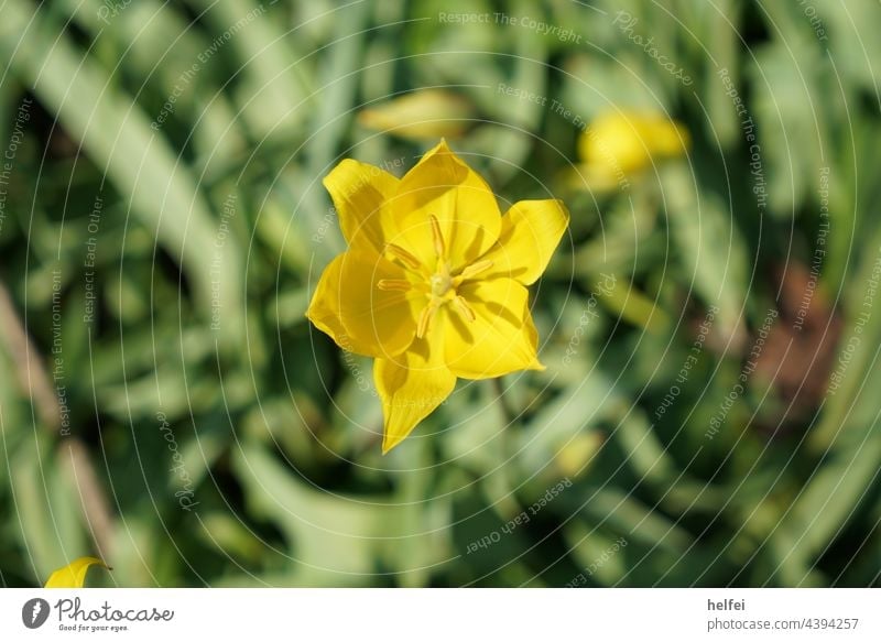 Yellow flower in field against background cropped Flower Blossom Macro (Extreme close-up) Spring Green Ornamental flower wild flower garden flower sunny day