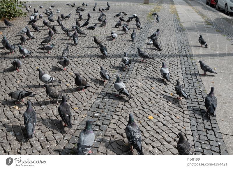 many pigeons on a paved square Pigeon Places Cuboid Pave Town Stone Cobblestones Bird Square Street feeding forbidden Feeding Pigeon droppings Plaza Downtown