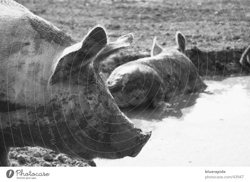 pigs' EIRY Nature Pond Dirty Black White Swine Sow Mud Bristles Odor Malodorous Mud bath Wallow Black & white photo Exterior shot Day Pig head Head Ear Profile