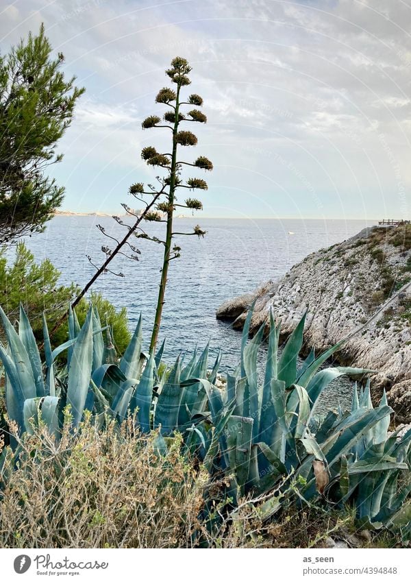 On the Mediterranean Sea Agave Blossom Mediterranean sea Ocean vegetation Summer Vacation & Travel Water Beach Waves Sky Plant Green Blue coast Blossoming
