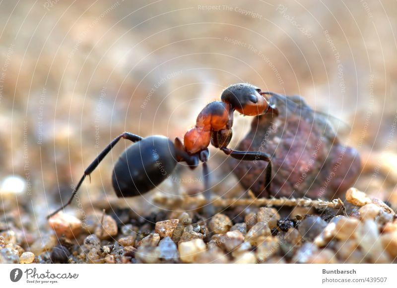 hardworking by the state Nature Animal Ant Insect Hymenoptera Articulate animals 1 Work and employment Small Strong Orange Black Effort Power Colour photo