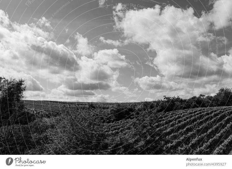 Vineyards landscape in Sicily - a Royalty Free Stock Photo from Photocase